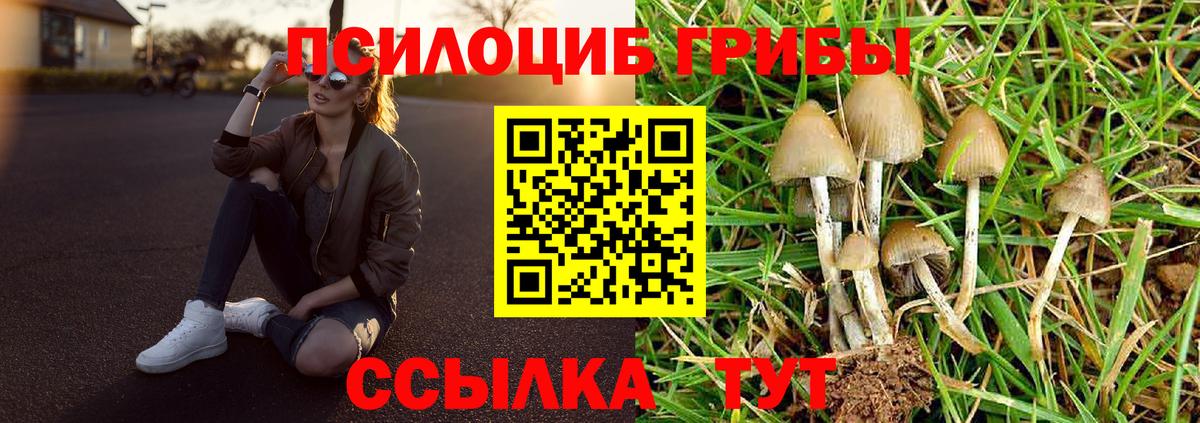 Псилоцибиновые грибы Cubensis Курчалой
